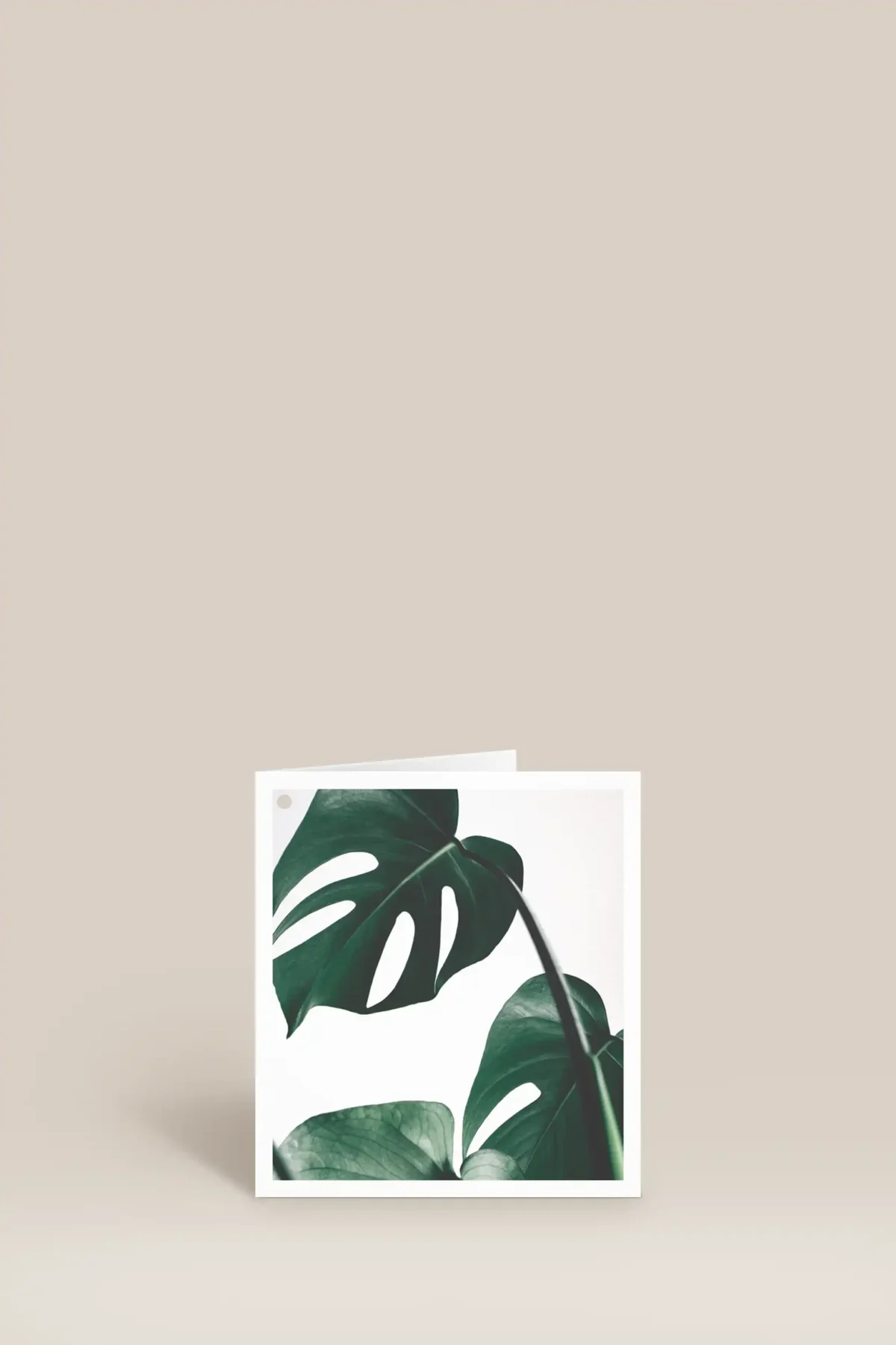 Monstera