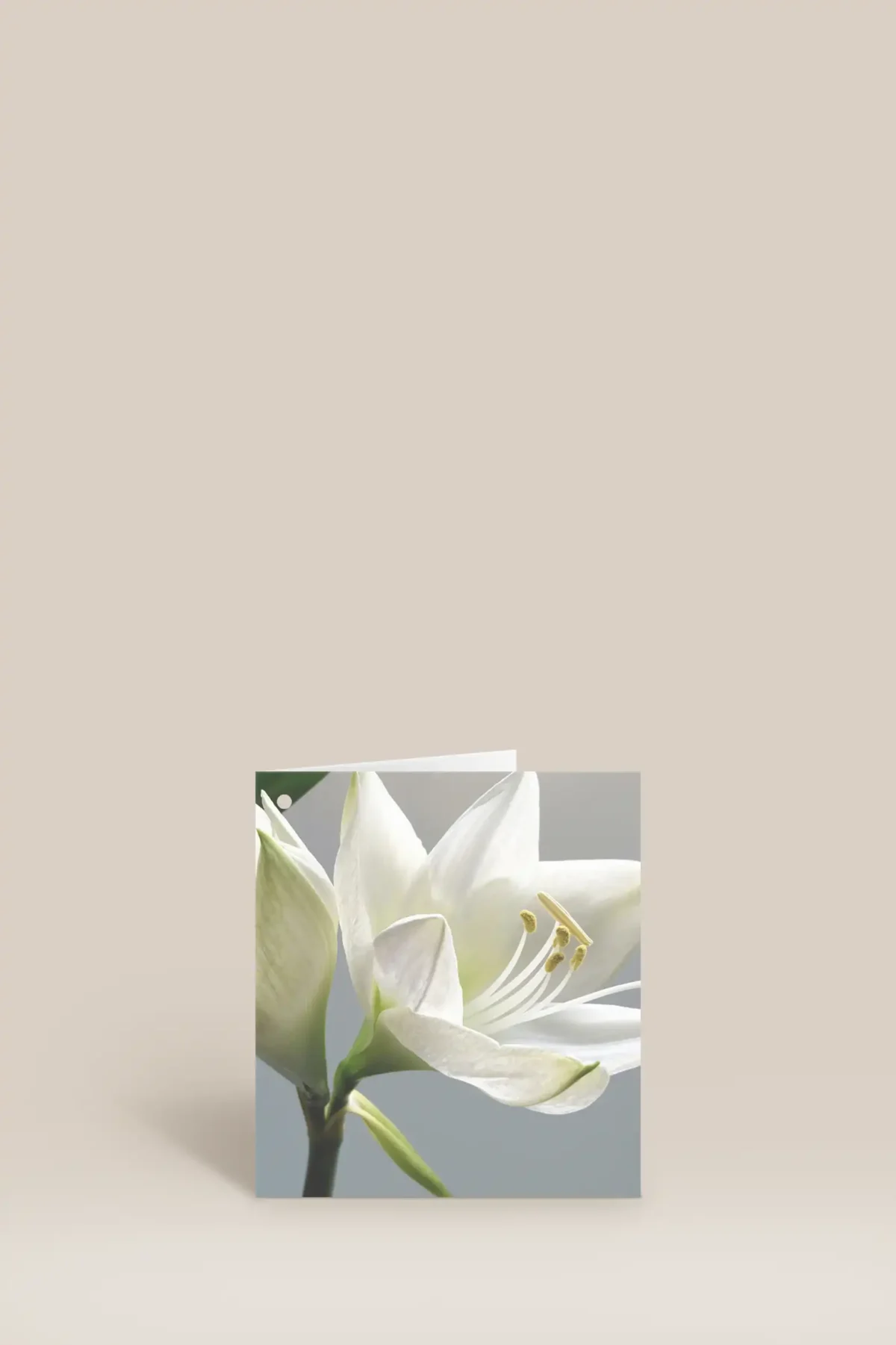 Vit blomma