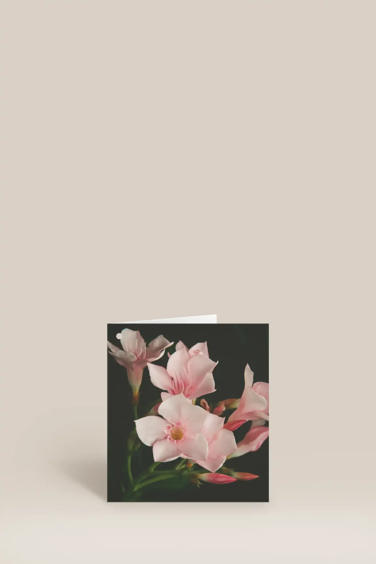 Rosa blommor