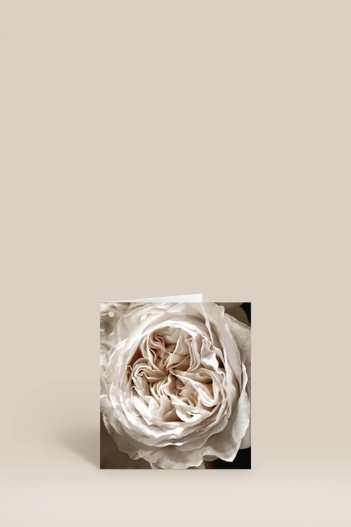 Vit blomma